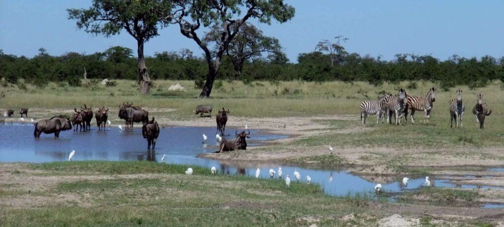 Gnus zebras chobe national park 1 1920x864